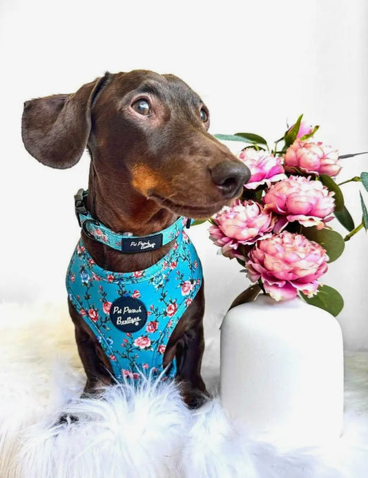 Pet Pooch Boutique Rosie Rose Cornflower Blue Floral Dog Harness