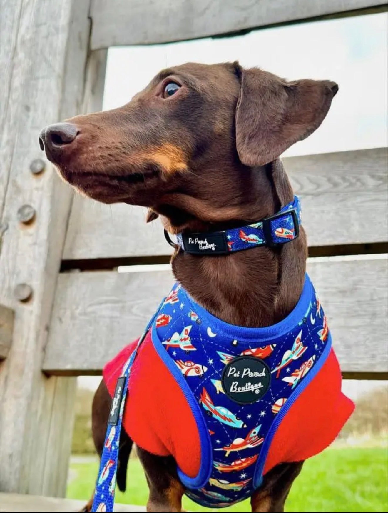 Pet Pooch Boutique Racing Rocket Ships Dog Harness