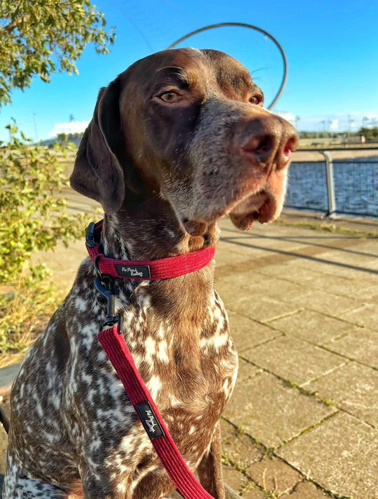 Burgandy Red Cord Dog Collar