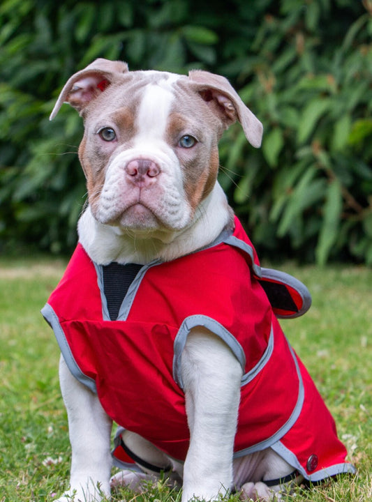 Ancol Stormguard Jacket Red