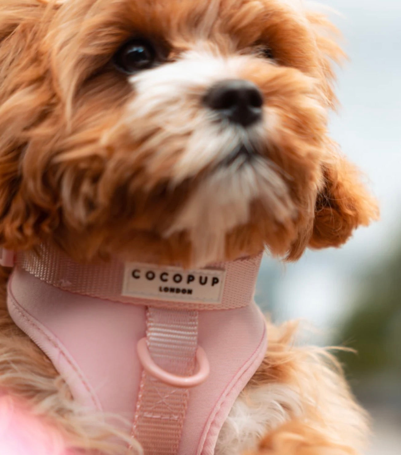 Cocopup London Nakd Adjustable Kneck Harness - Candyfloss