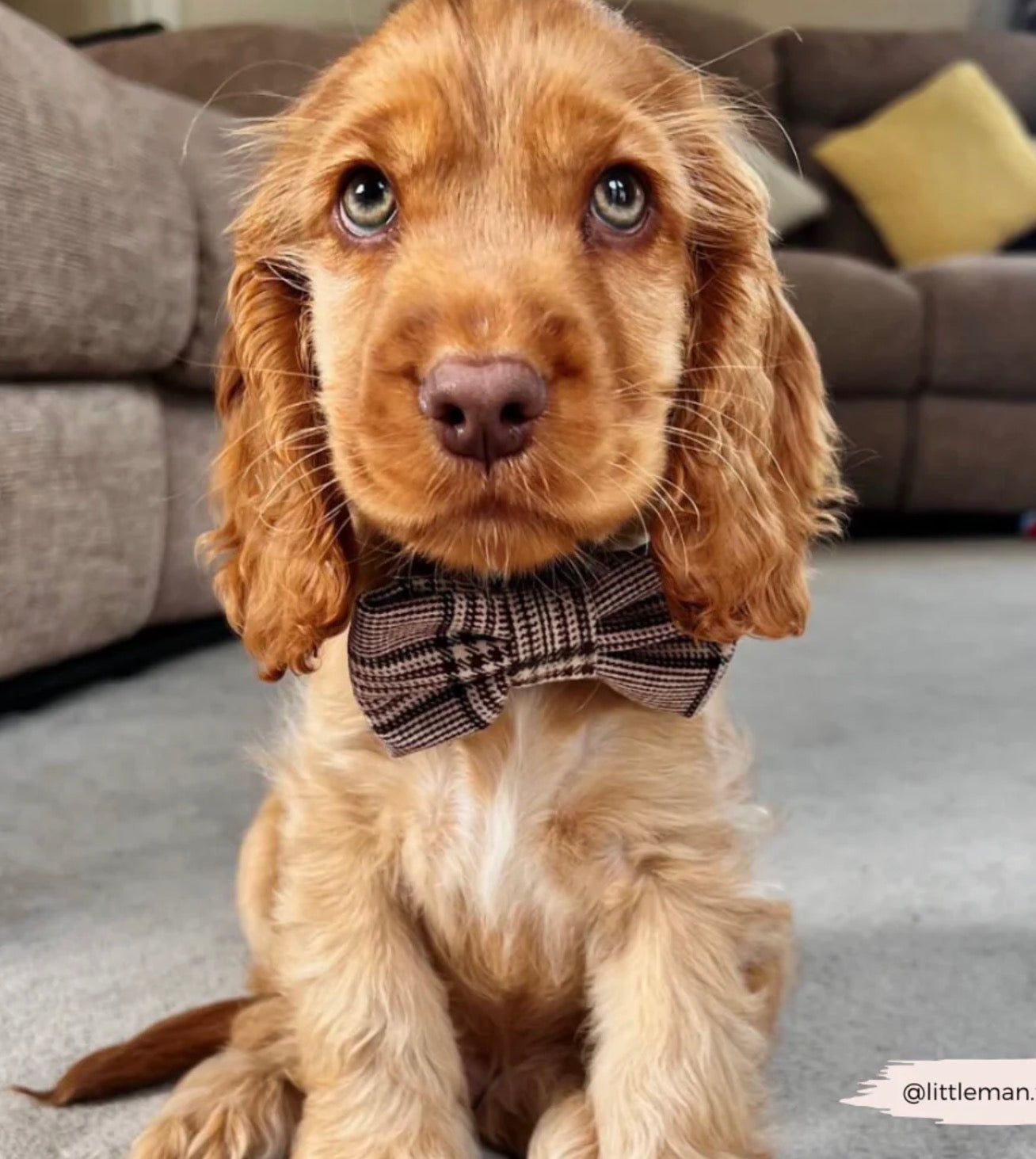 Cocopup London Pup Plaid Collar