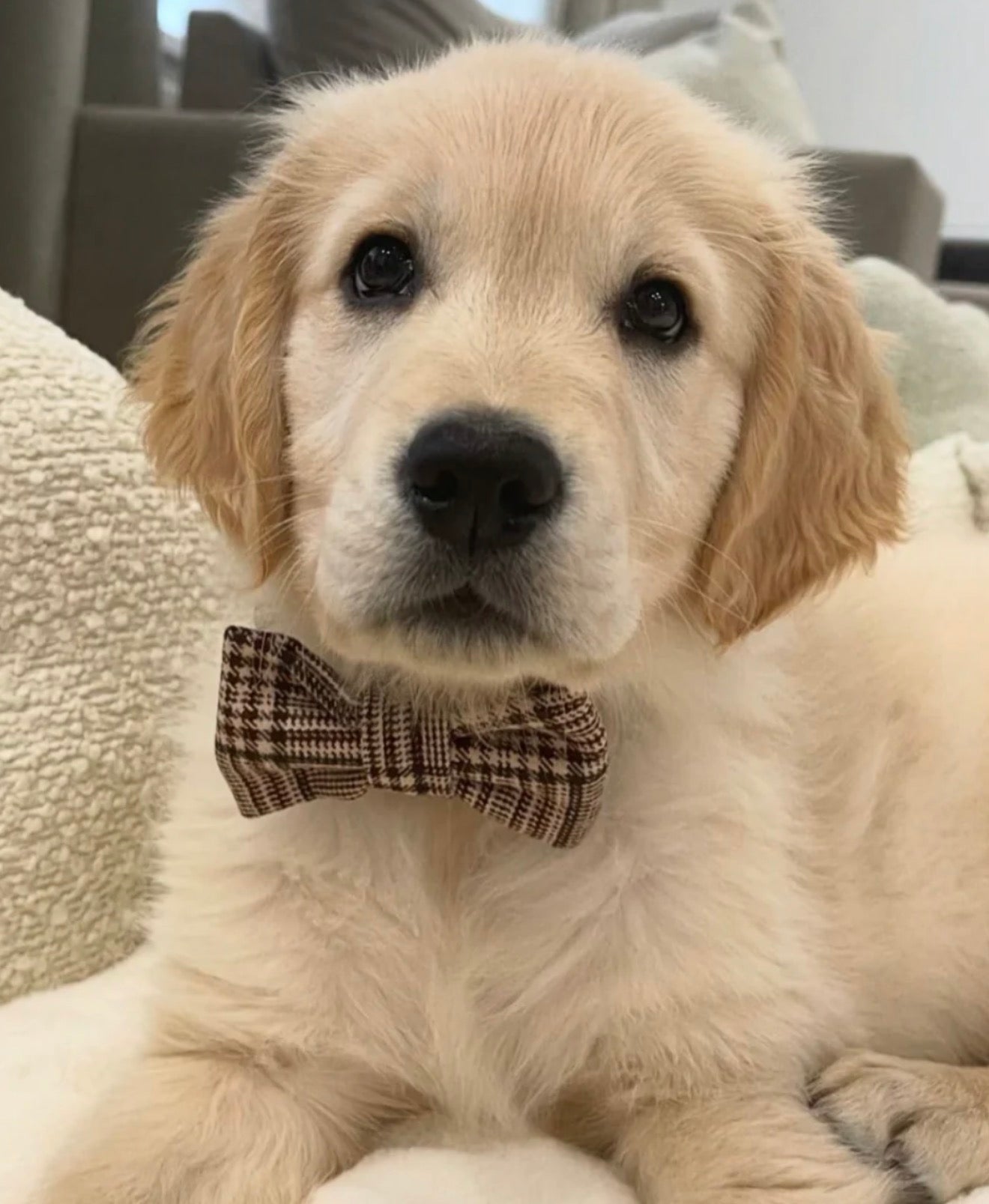 Cocopup London Pup Plaid Collar