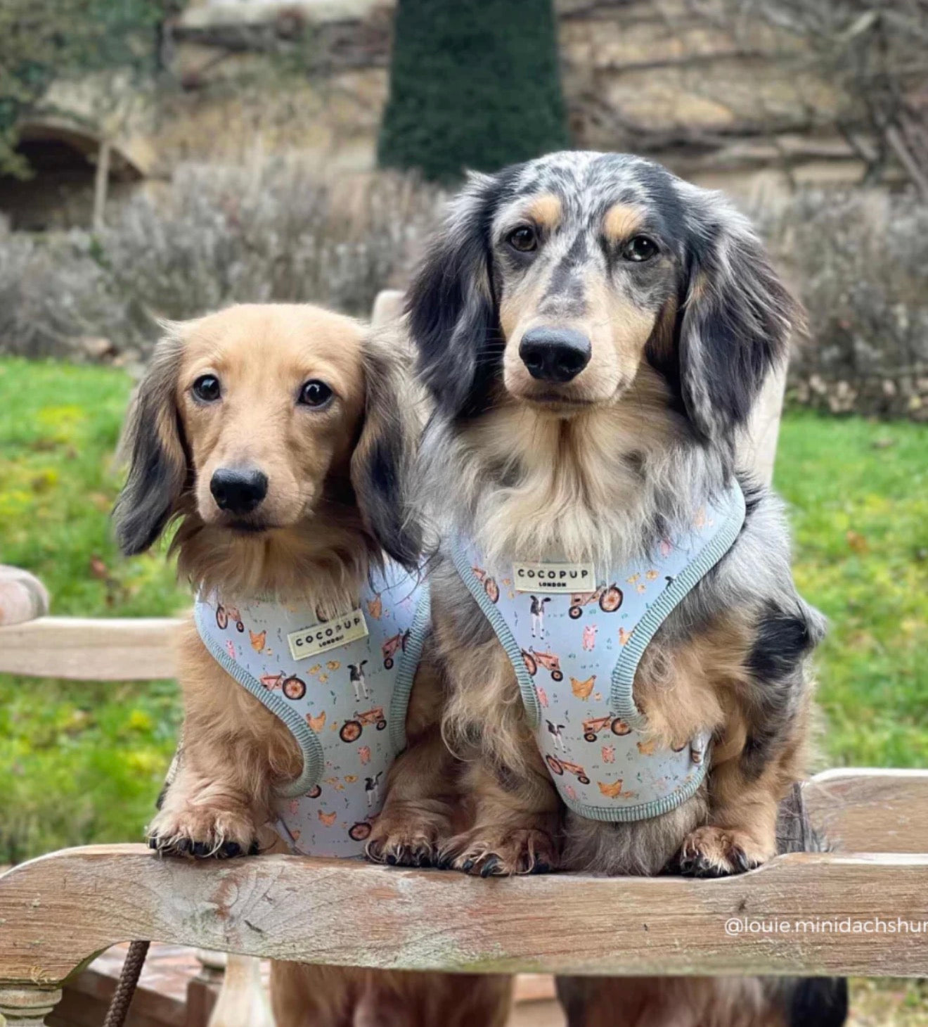 Cocopup London Barnyard Buddies Adjustable Neck Harness