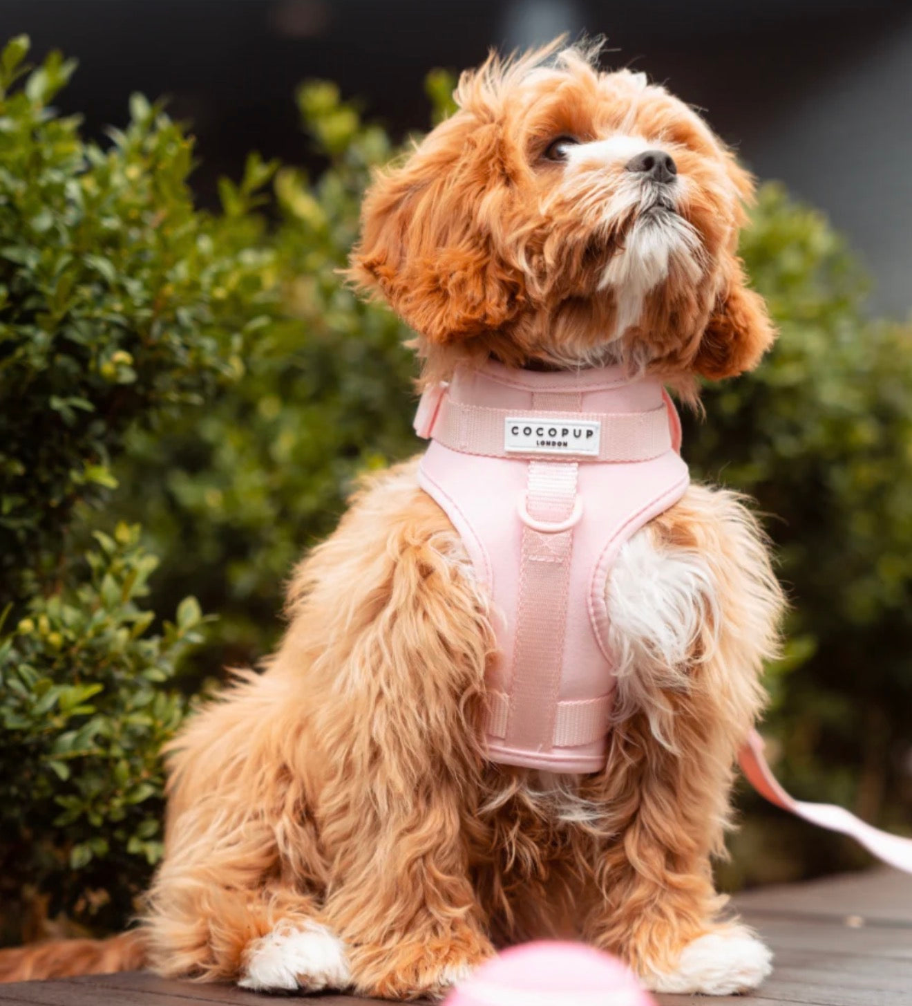Cocopup London Nakd Adjustable Kneck Harness - Candyfloss