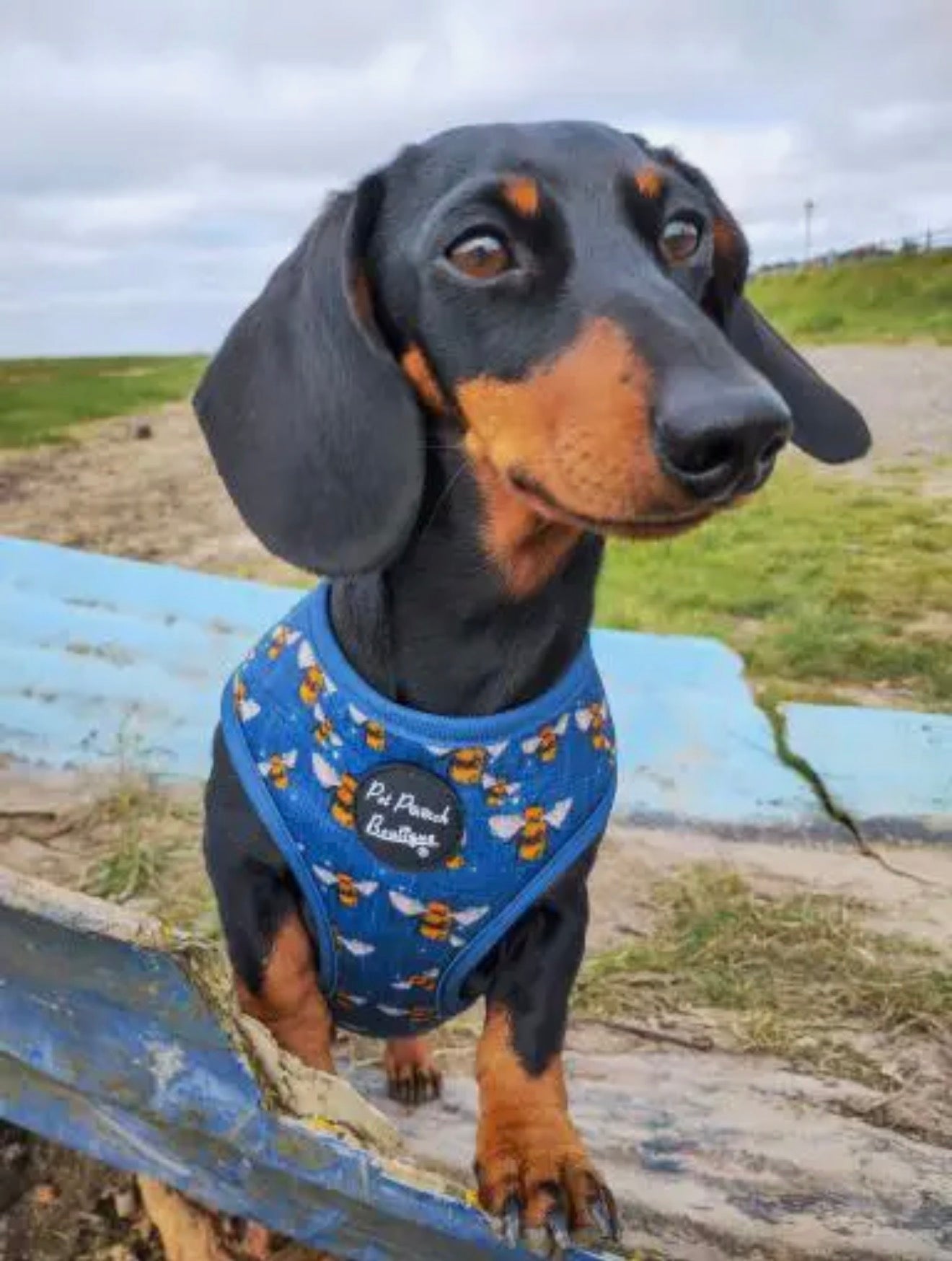 Pet Pooch Boutique Blue Buzzy Bumble Bee Dog Harness