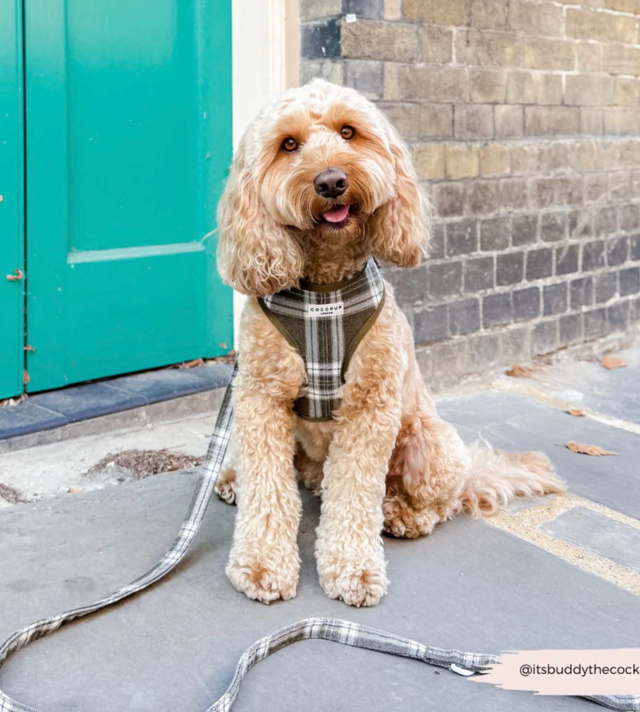 Cocopup London Olive Check Lead