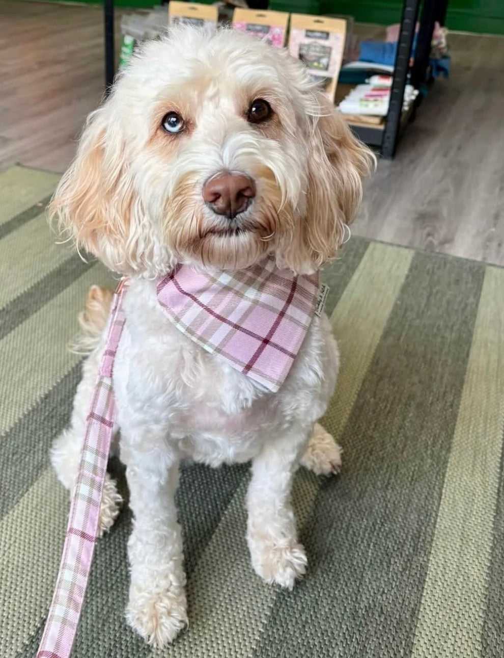 Barkley & Fetch Pale Pink Tartan Dog Collar