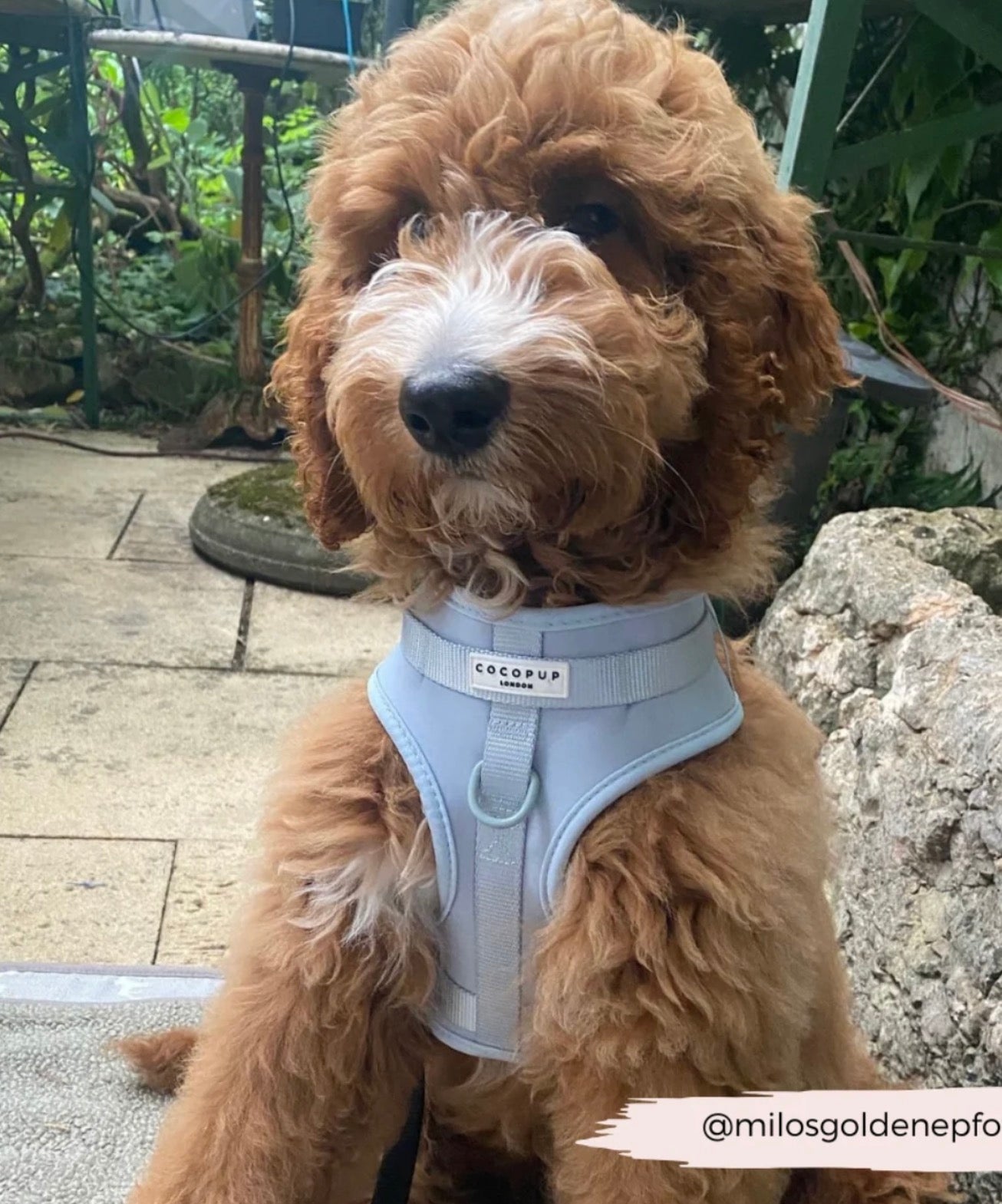 Cocopup London Nakd Adjustable Neck Harness - Bubblegum