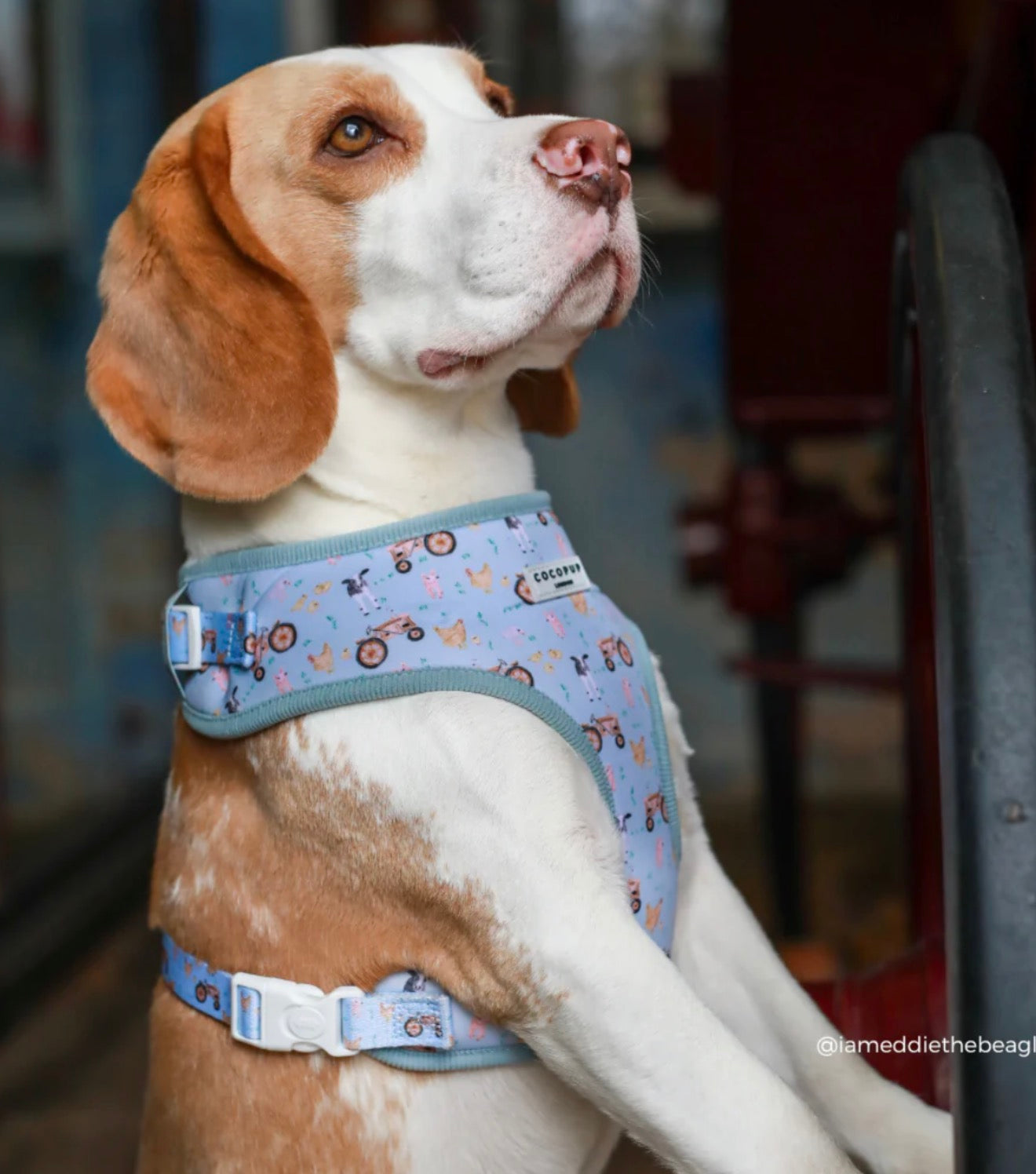 Cocopup London Barnyard Buddies Adjustable Neck Harness