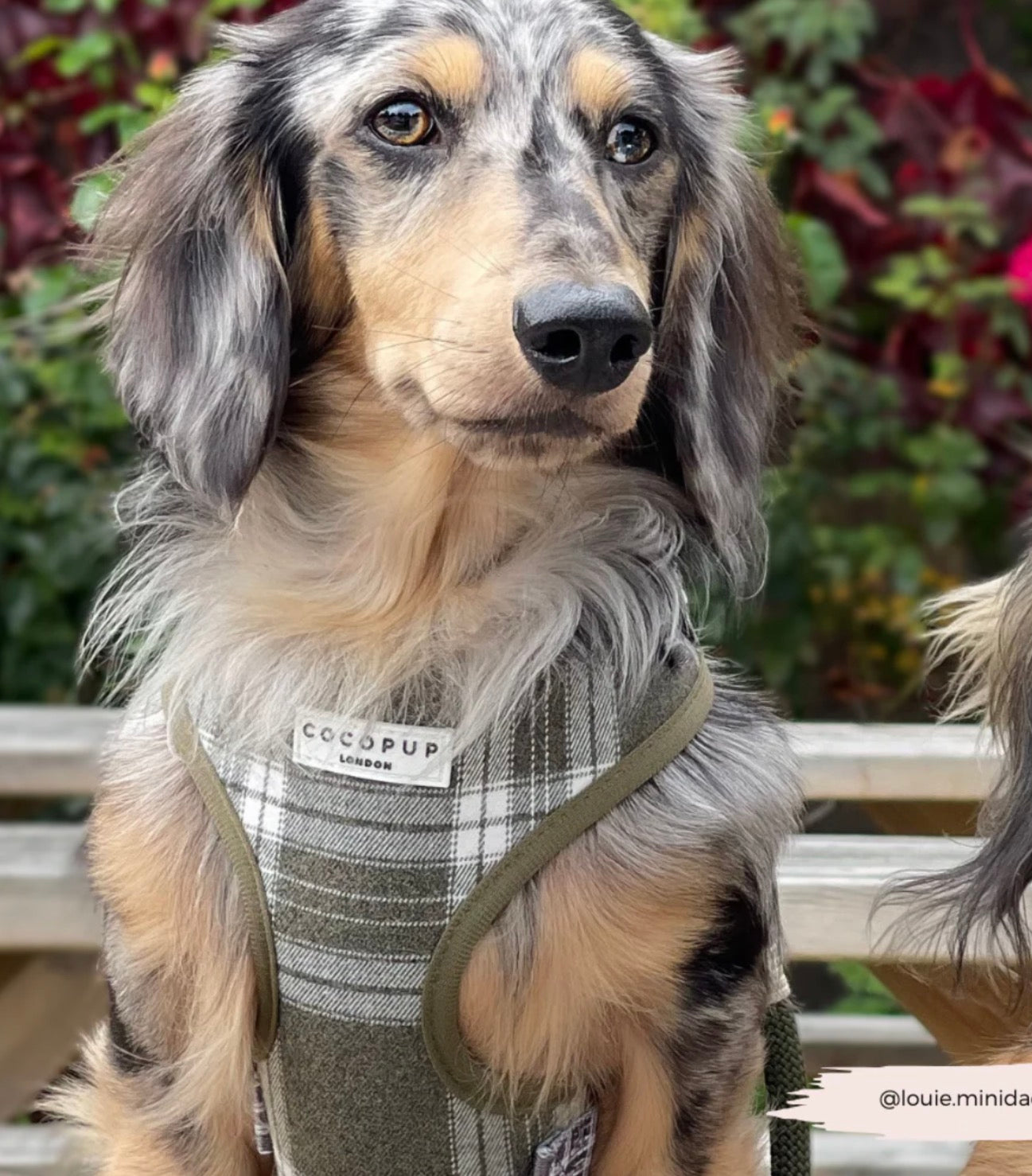 Cocopup London Olive Check Adjustable Neck Harness