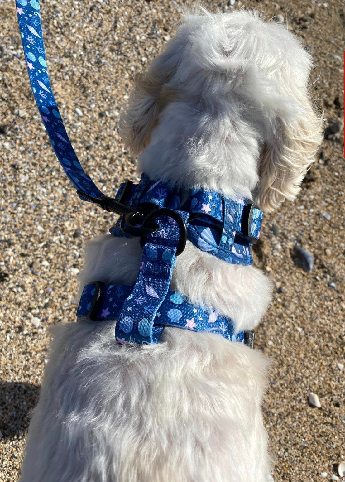 Murphy & Bailey Adjustable Harness - Seapark Shells