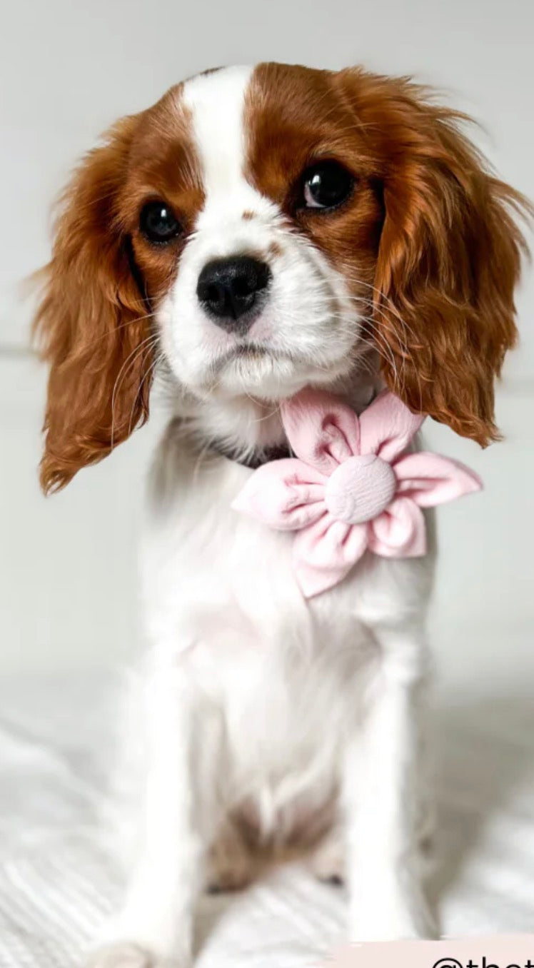 Cocopup London Luxe Baby Pink Heart Collar Flower