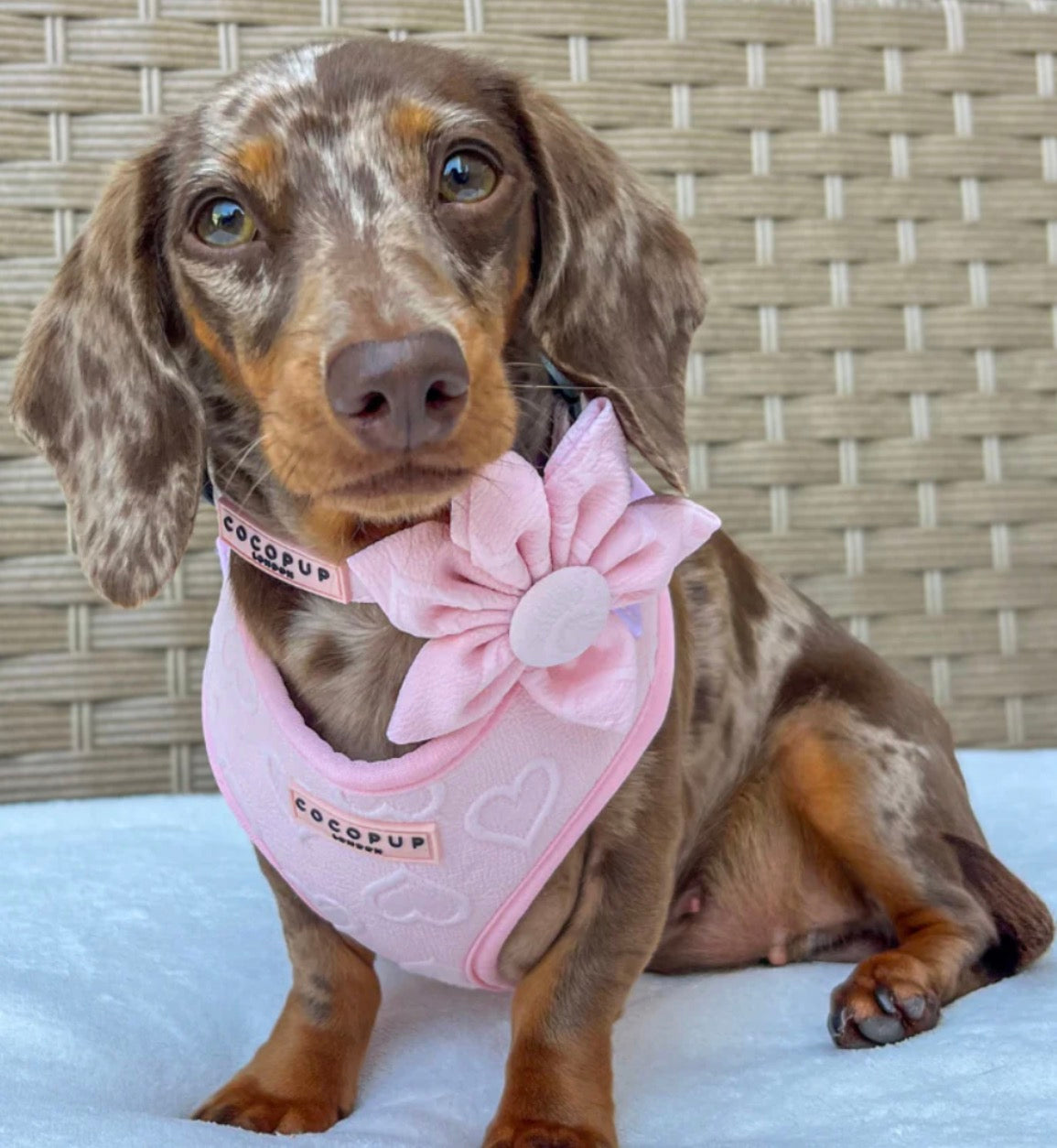 Cocopup London Luxe Baby Pink Heart Collar Flower
