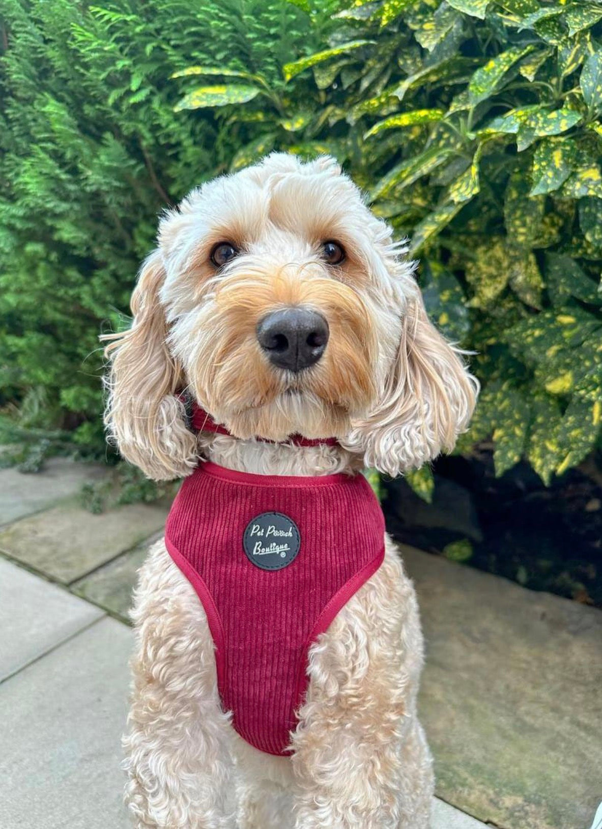 Burgandy Red Cord Dog Collar