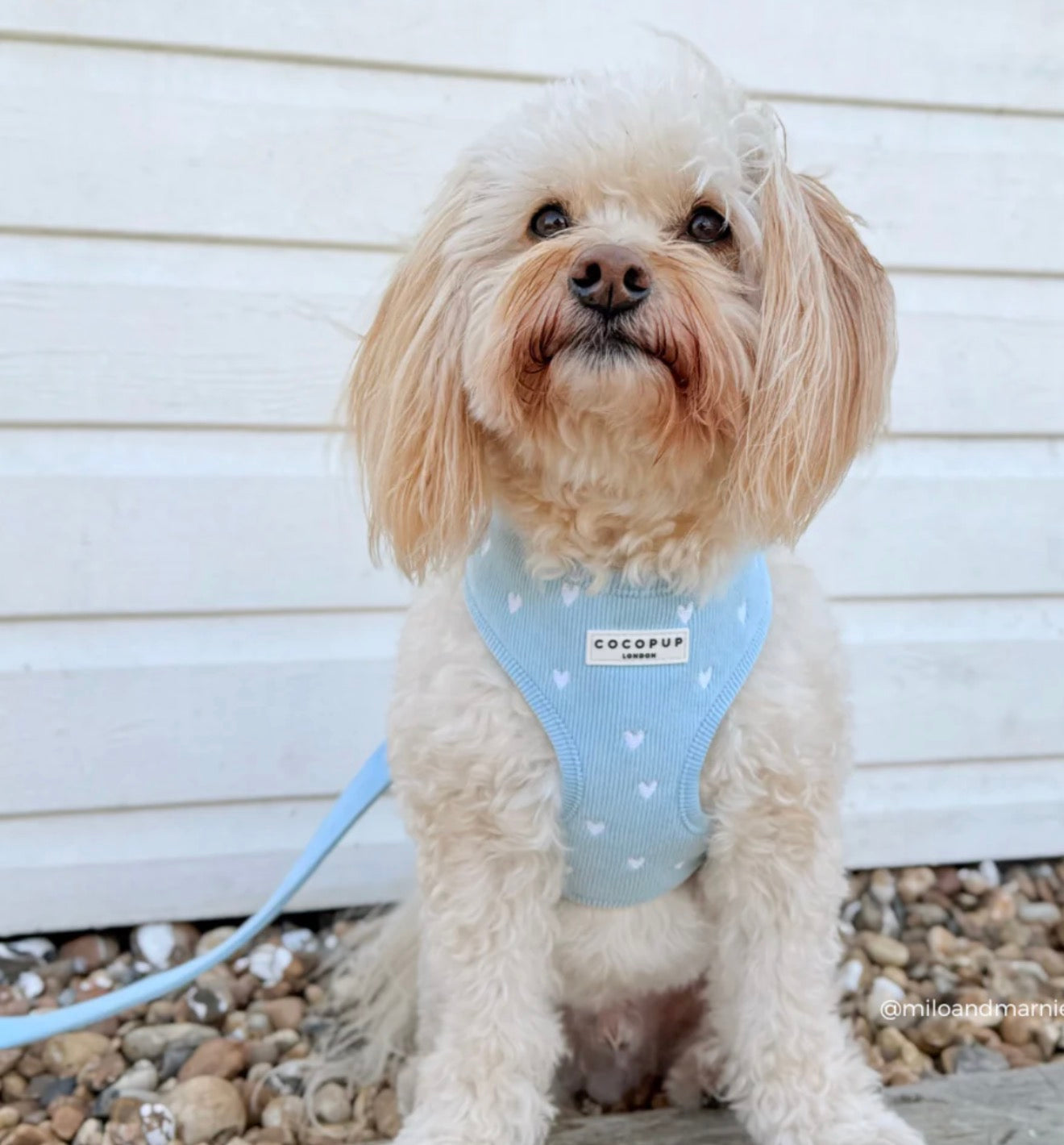 Cocopup London Blue Heartstrings Cord Adjustable Neck Harness