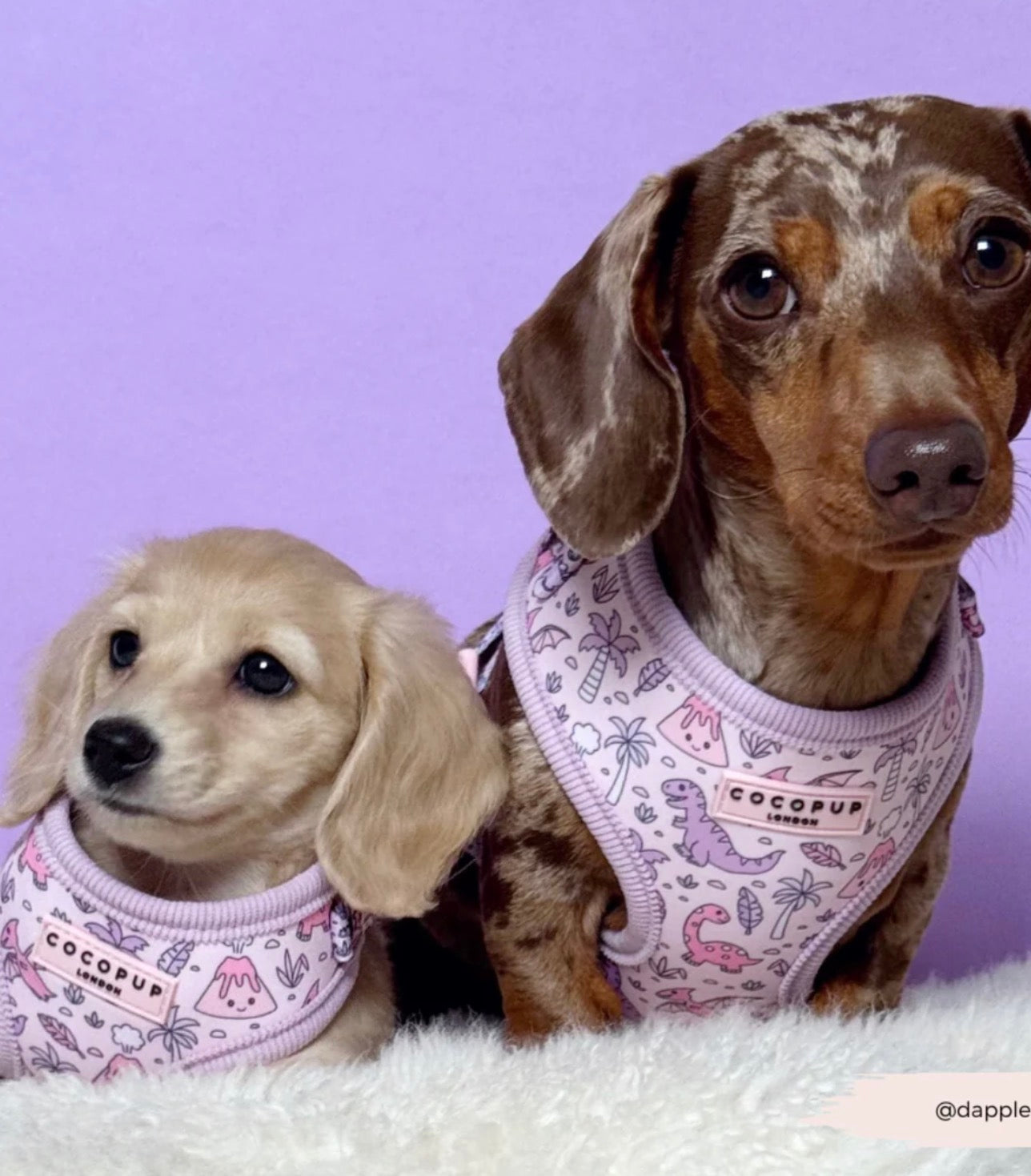 Cocopup London Princess Dino Adjustable Neck Harness