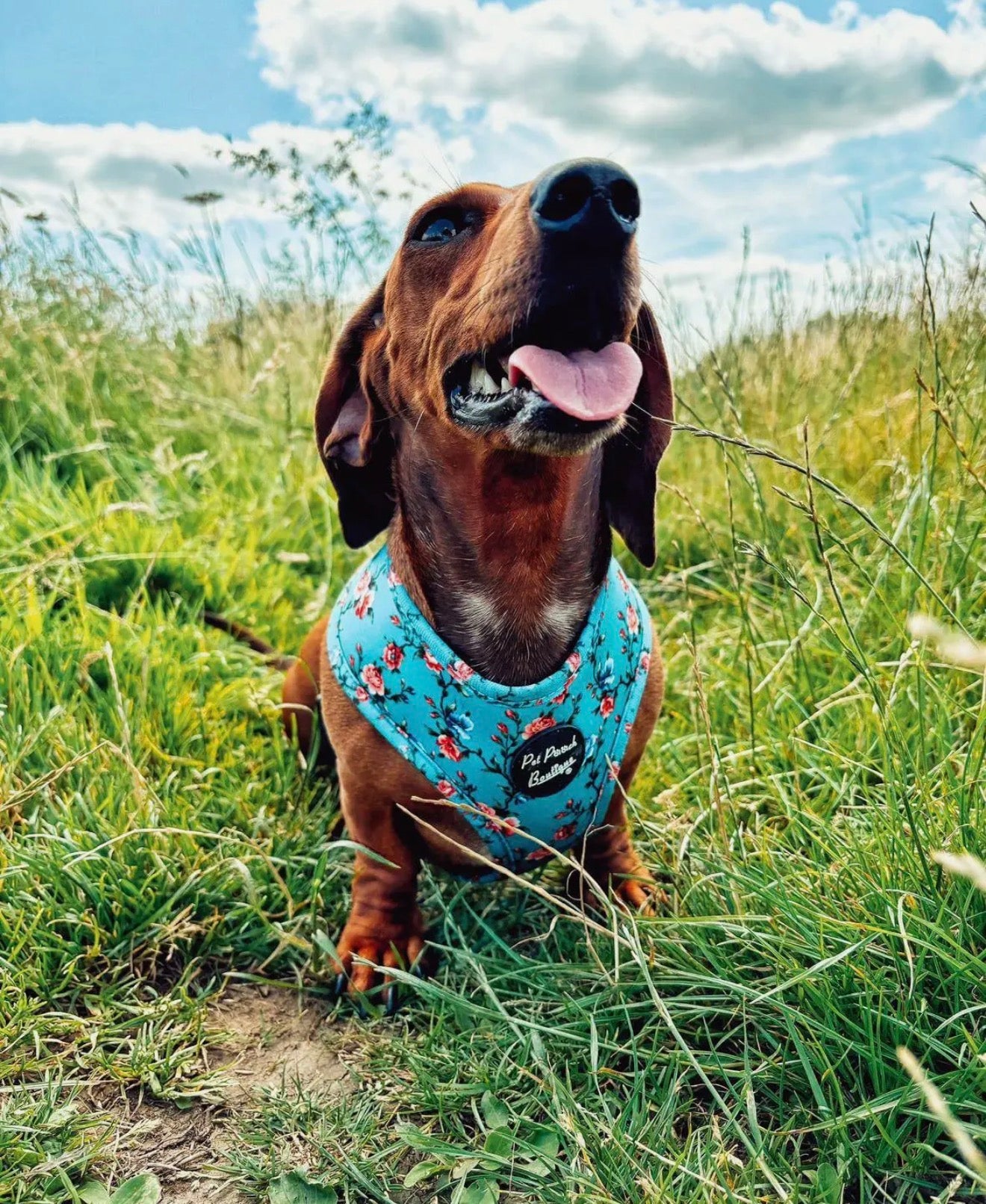 Pet Pooch Boutique Rosie Rose Cornflower Blue Floral Dog Harness