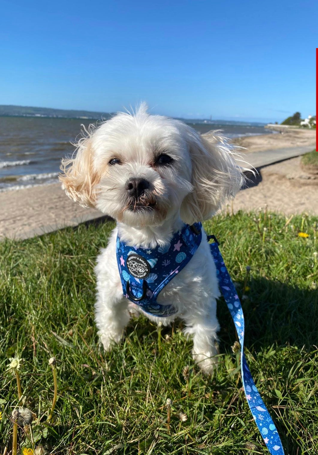 Murphy & Bailey Adjustable Harness - Seapark Shells