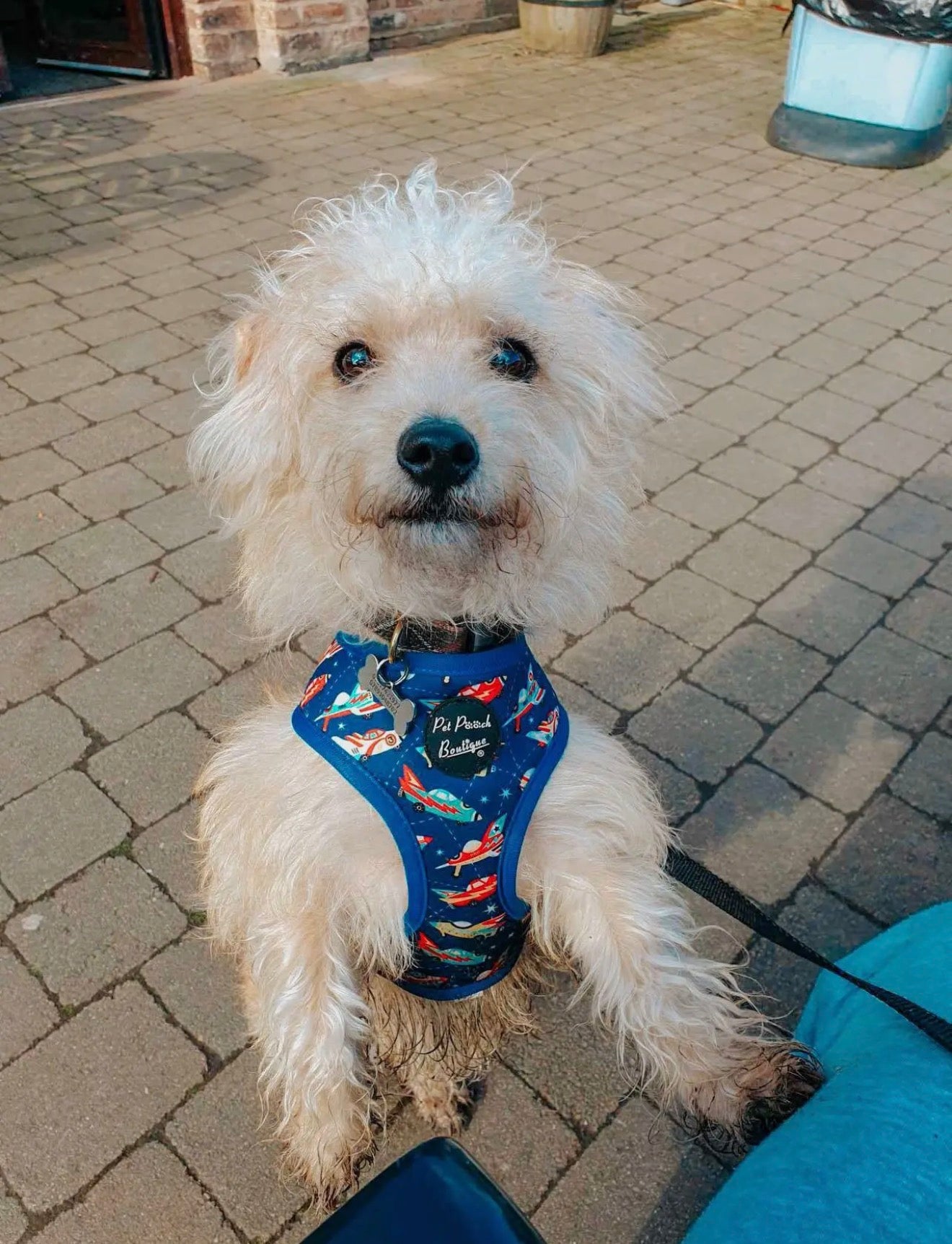 Pet Pooch Boutique Racing Rocket Ships Dog Harness