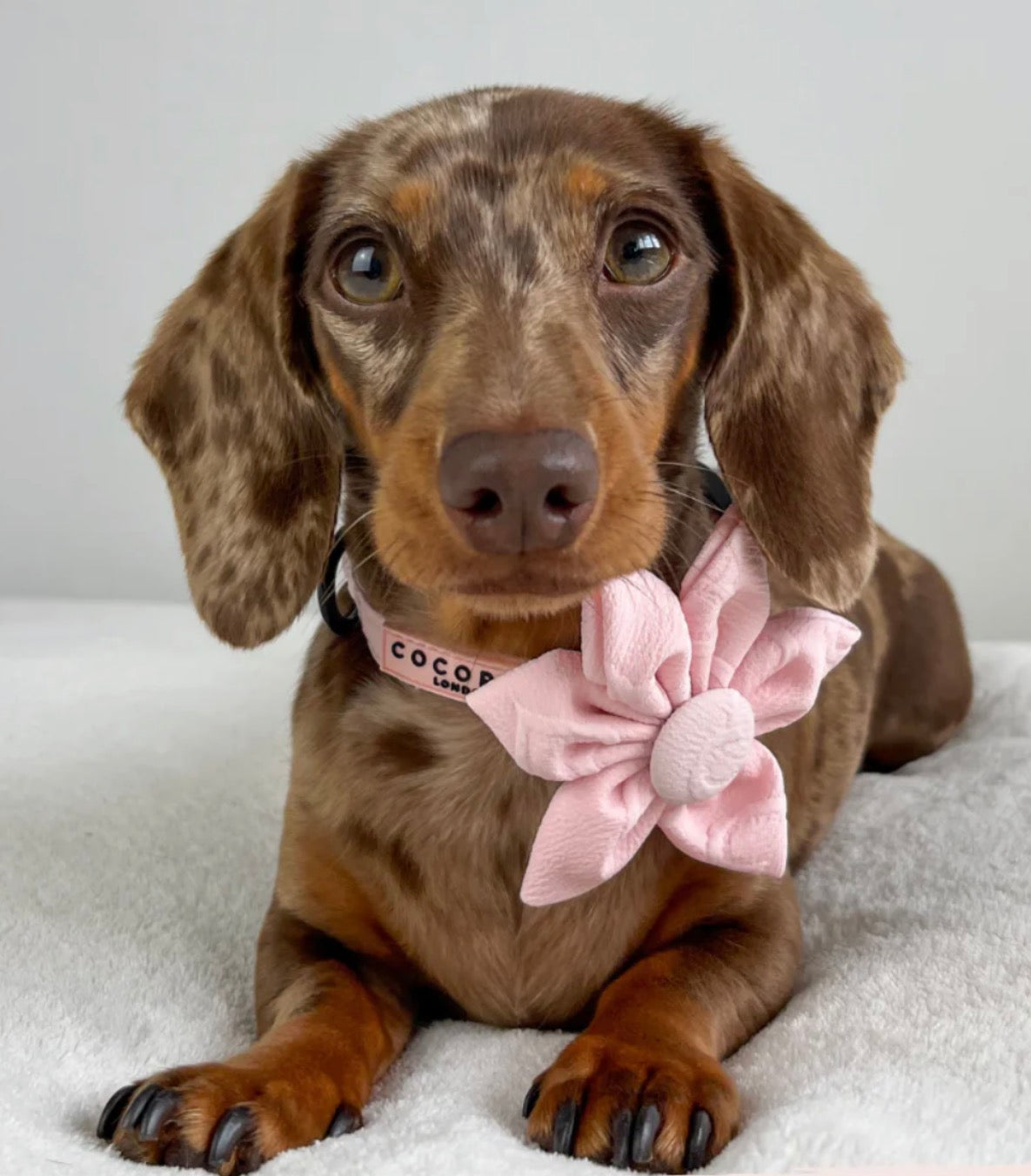 Cocopup London Luxe Baby Pink Heart Collar Flower