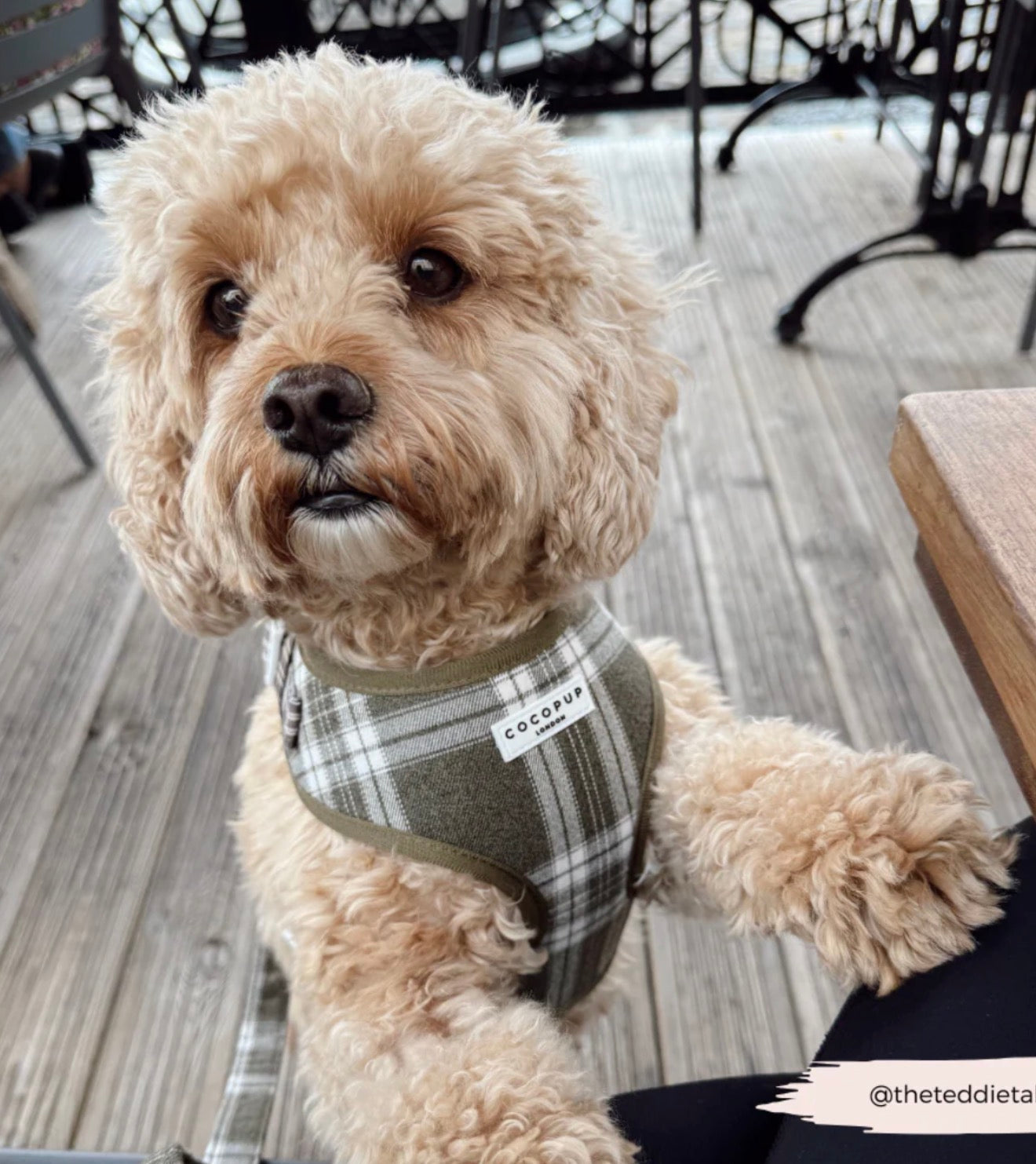 Cocopup London Olive Check Adjustable Neck Harness