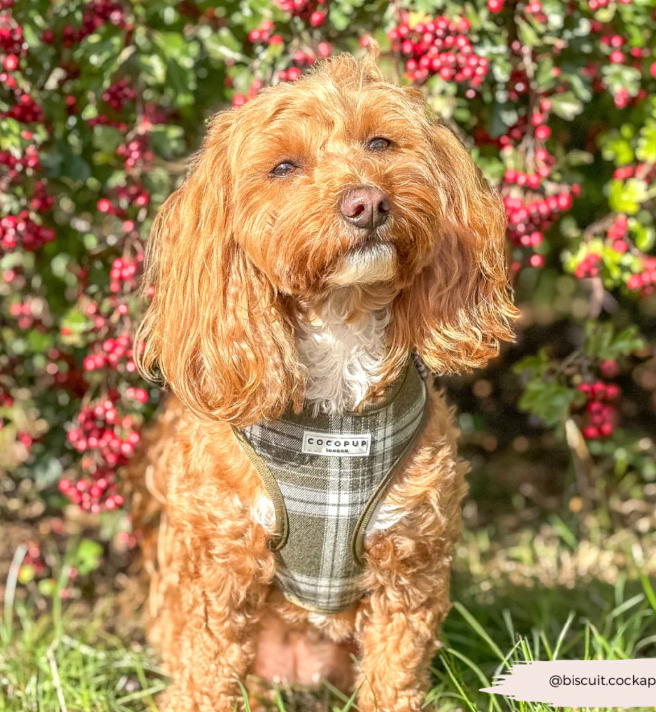 Cocopup London Olive Check Adjustable Neck Harness