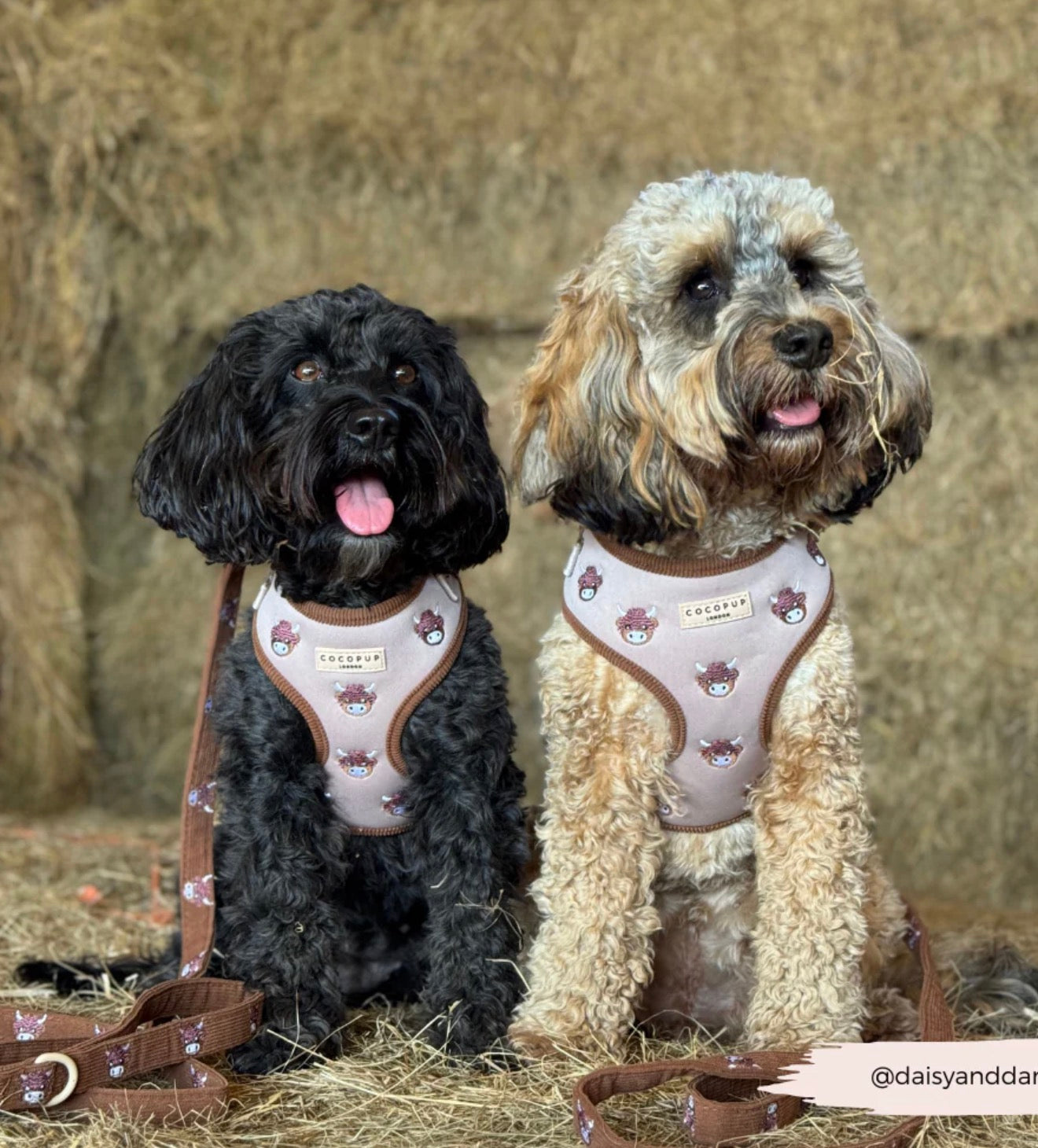 Cocopup London Harold the Highland Cow Adjustable Neck Harness